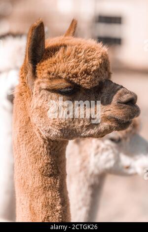 Primo piano ritratto di llama. Alpaca con profondità ridotta del ritratto laterale del campo Foto Stock