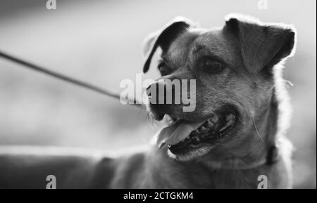 Faccia del cane in campo bianco e nero Foto Stock