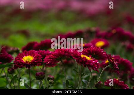 Crisantemi viola con un primo piano al centro giallo su uno sfondo sfocato del giardino. Autunno fiore sfondo. Design colorato. Fiori in selec Foto Stock