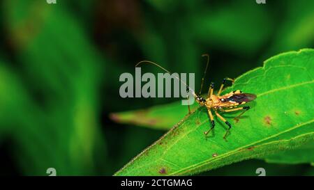 Closeup di insetto bello sulla punta di foglia verde. Questo bug può essere trovato nella giungla del Borneo Foto Stock