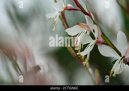 Blüten der Prachtkerze Foto Stock