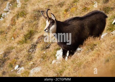 Camoscio di Tatra in piedi su un prato in montagna d'autunno. Foto Stock