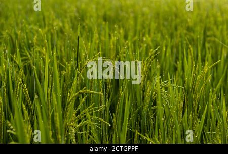 Primo piano di belle piante di riso di colore verde dell'India Foto Stock