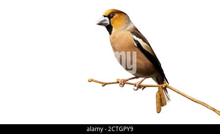 Maschio hawfinch seduto sul ramo isolato su sfondo bianco. Foto Stock