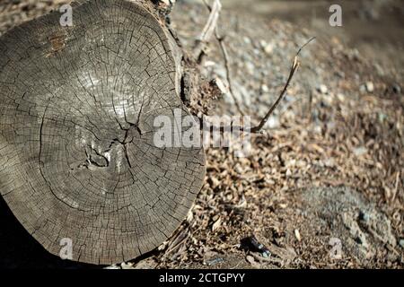 Vide un taglio di un vecchio albero bruciato al sole. Sfondo, struttura in legno. Foto Stock