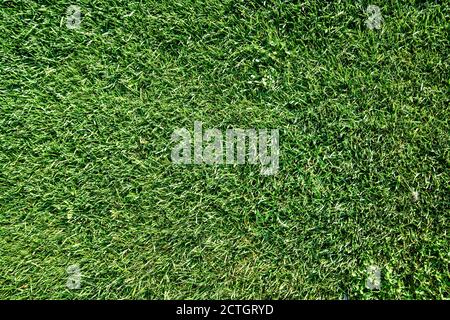 Vista sull'erba verde o sul prato di un campo o di un campo da gioco. Foto di alta qualità Foto Stock
