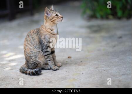 Ritratto di bello gatto tailandese carino e naughty di kitten o concetto di gatto. Animale domestico. Crossbreed Cat. Foto Stock