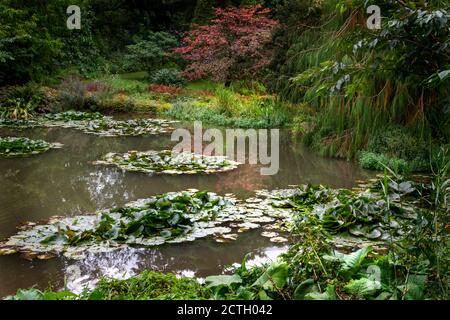 Ninfee fiorite in un piccolo lago all'interno di un giardino. Foto Stock