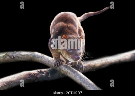 Tiger Quoll (Dasyurus maculatus) in un albero Foto Stock
