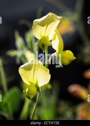 lathyrus chloranthus giallo chiaro gambo di fiore di pisello in un giardino Foto Stock