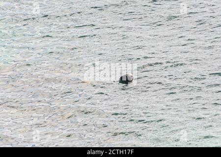 La testa di un sigillo grigio (Halichoerus grypus) che si stacca dall'acqua Foto Stock