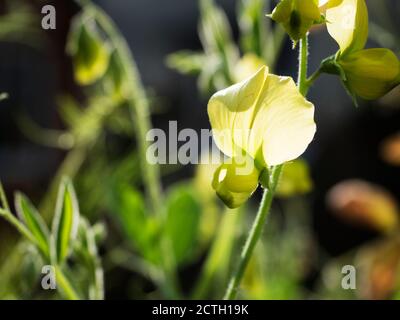 lathyrus chloranthus giallo chiaro gambo di fiore di pisello in un giardino Foto Stock