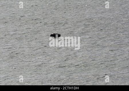 La testa di un sigillo grigio (Halichoerus grypus) che si stacca dall'acqua Foto Stock