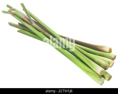 Cumulo di steli di citrato di limongrass tagliati (Cymbopogon citratus) isolati Foto Stock