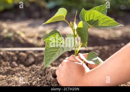 Le mani giovani piantano la pianta piccola della patata dolce a primo piano di giorno di sole. Foto Stock