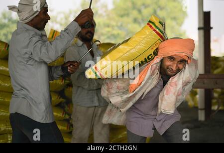 MATHURA, INDIA - 12 OTTOBRE 2019: Sacco pesante di cemento in corso di caricamento sul retro del lavoratore manuale per il trasporto a Mathura, Uttar Pradesh, India. Foto Stock