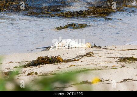 I resti di una gannetta settentrionale (Morus faganus) lavato su una spiaggia Foto Stock