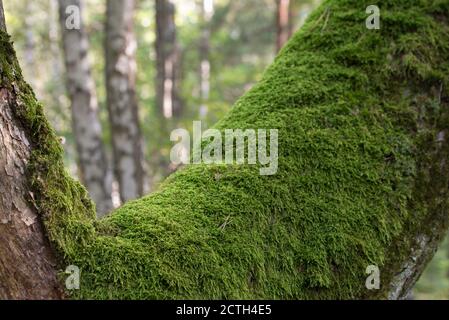 vecchio albero di quercia coperto di muschio closeup fuoco selettivo Foto Stock