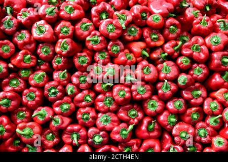 Fresco raccolto crudo peperoni rossi turchi biologici, coltivatori producono mercato, Istanbul, Turchia Foto Stock