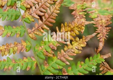 verde, marrone e arancione aquila autunno felce foglie closeup fuoco selettivo Foto Stock