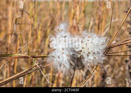 Semi di alghe di latte che rilasciano in autunno vicino a Battleground, Indiana Foto Stock