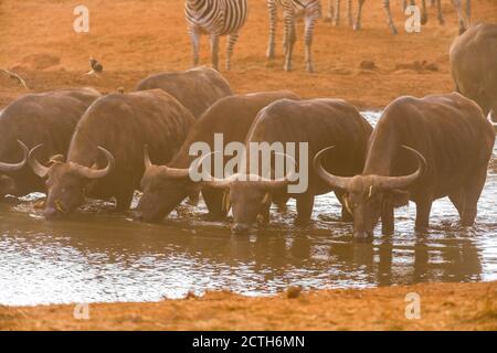 Bufalo africano o bufalo di Capo (caffer di Syncerus) che beve ad un buco di irrigazione, riserva di Ngutuni, Tsavo, Kenya Foto Stock