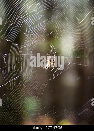 Araneus diadematus, ragno da giardino europeo nel mezzo della sua rete, Thetford Forest, Norfolk, UK Foto Stock