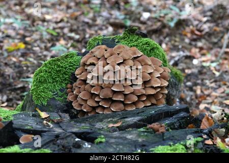 Mucchio di funghi cresce su un vecchio ceppo. Foto Stock