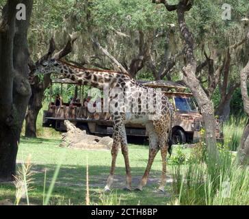 Safari tour con giraffe, Animal Kingdom, Walt Disney World, Orlando, Florida, Stati Uniti Foto Stock