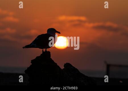 Malibu, California, Stati Uniti. 15 marzo 2019. Un gabbiano è visto come il sole tramonta a Malibu, Credit: Ronen Tivony/SOPA Images/ZUMA Wire/Alamy Live News Foto Stock