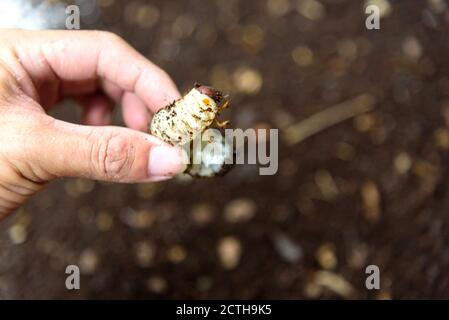 Closeup al verme del Beetle di cocco Foto Stock