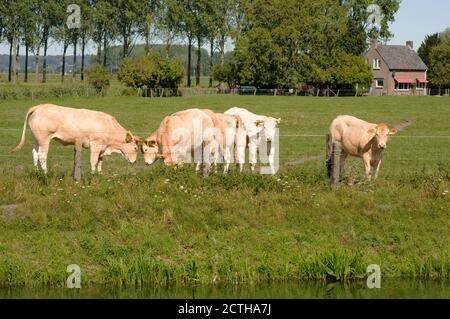 Curiose mucche bionde nel pascolo in una giornata di sole Foto Stock