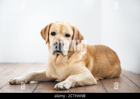 Carino purebred bianco Labrador retriever cane è sdraiato sul pavimento Foto Stock
