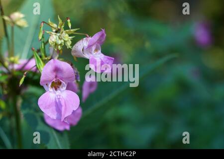 Balsamo fiorito rosa al bordo Foto Stock