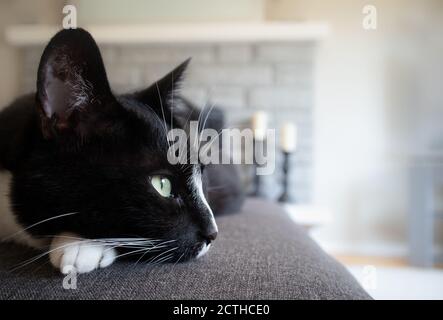 Gatto nero e bianco smoking teso su divano grigio. Interni morbidi e moderni con camino e candele. Foto Stock