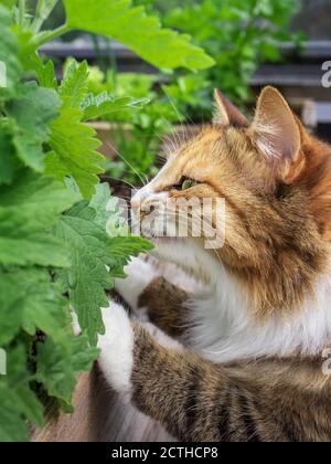 Cecchino Cat su foglie di catnip/pianta, all'esterno. Focus sul gatto. Foglie di primo piano sfocate con sfondo morbido. Il gatto è in piedi sulle gambe posteriori. Foto Stock