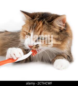 Gatto carino che pulisce i denti con uno spazzolino da denti. Animali mese di salute dentale nel mese di febbraio o la salute orale per gli animali domestici. Cat con spazzolino in bocca. Foto Stock