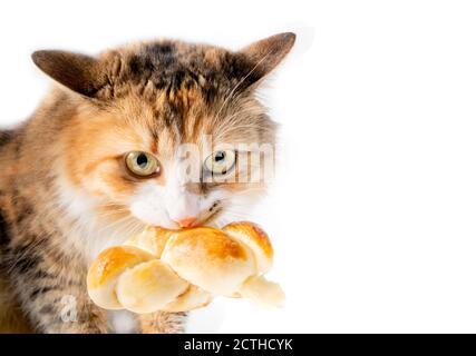 Il gatto ha catturato il cibo rubante. Il gattino malizioso ha in bocca un grosso pezzo di pane (Zopf). Orecchie indietro, occhi pazzi, ringhiante e infelice. Foto Stock