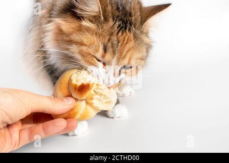 Gatto catturato rubare cibo umano. Il gattino ha un pezzo di pane (Zopf) in bocca e non lo sta rilasciando. Tung-of-war con una mano umana. Foto Stock