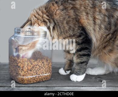 Gatto con testa in secchio alimentare, mangiare kibbles. Contenitore per alimenti leggermente smerigliato o vaso riempito con alimenti secchi per gatti. Appetito insaziabile. Calico morbido o t Foto Stock