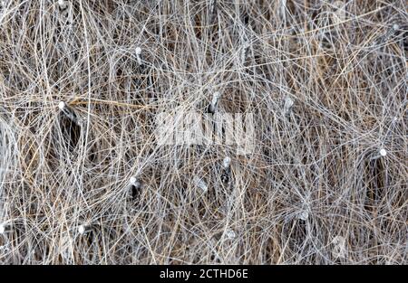 Primo piano della spazzola di gatto con i capelli di gatto. Texture. Spazzola per la cura del corpo con setole metalliche per animali. Pelliccia di animali di colore chiaro bloccata sul pettine. Foto Stock