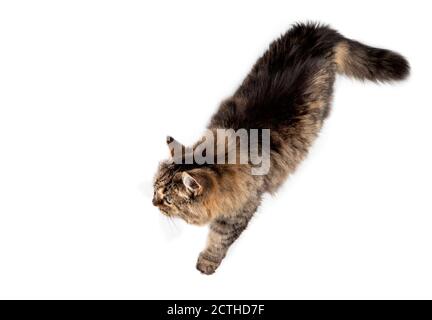 Vista dall'alto di un gatto che cammina rilassato da destra a sinistra. Corpo pieno di capelli lunghi femmina tabby senior gatto (14 anni) con una zampa davanti. Isolato. Foto Stock