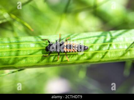 Larve di Ladybug o ninfa sul gambo di una pianta di finocchio. Questo nero arancio creepy cercando bug è estremamente utile per il giardino. Consuma afidi. Foto Stock