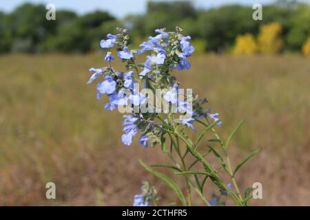 Salvia azzurra, una specie minacciata in Illinois, fiore selvatico in autunno a Morton Grove Foto Stock