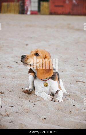 Piccolo cucciolo di aquila cammina sulla spiaggia sulla sabbia pigro la sera al tramonto Foto Stock