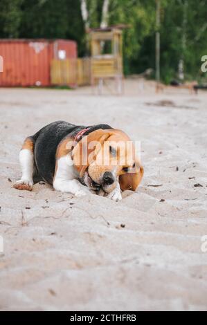 Piccolo cucciolo di aquila cammina sulla spiaggia sulla sabbia pigro la sera al tramonto Foto Stock