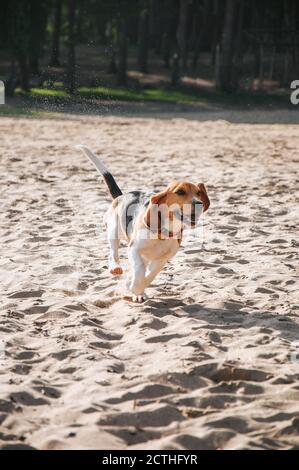 Piccolo cucciolo di aquila cammina sulla spiaggia sulla sabbia pigro la sera al tramonto Foto Stock