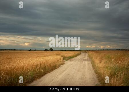 Una strada sterrata attraverso i campi con grano dorato e un cielo nuvoloso Foto Stock