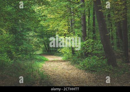 Un percorso attraverso una foresta scura, una vista in un giorno nuvoloso di ottobre Foto Stock