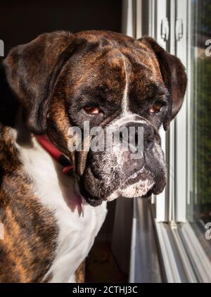 Colpo di testa di Boxer. Carino cane sta guardando fuori dalla finestra, in attesa del proprietario. Boxer femmina di colore brindle. Foto Stock